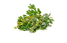 Įkelti vaizdą į galerijos rodinį, Pelyno kapsulės. 42 vnt -lietuviškas produktas virškinimui.