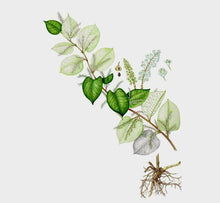 Įkelti vaizdą į galerijos rodinį, Resveratrolis - natūralus imuniteto stiprinimo produktas kapsulėse