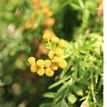 Įkelti vaizdą į galerijos rodinį, Bitkrėslė- džiovinta žolė arbatai 25 g. Užauginta ir pagaminta Lietuvoje 🌿