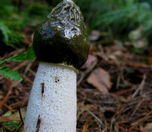 Įkelti vaizdą į galerijos rodinį, Poniabudė. Džiovinti poniabudės milteliai 🍃