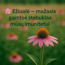 Įkelti vaizdą į galerijos rodinį, Žolelių arbata Ežiuolė imunitetui stiprinti 40 g pagaminta Lietuvoje