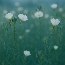 Įkelti vaizdą į galerijos rodinį, Naktižiedės galia. Žolelių arbata Užauginta ir pagaminta Lietuvoje. 40g