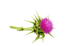 Įkelti vaizdą į galerijos rodinį, Kepenainis . Margainis, šaltalankis, kiaulpienė - 250g 🍃