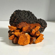 Įkelti vaizdą į galerijos rodinį, ČAGOS,BERŽO GRYBO ELIKSYRAS 120ML