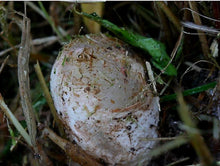 Įkelti vaizdą į galerijos rodinį, Poniabudė. Džiovinti poniabudės milteliai 🍃