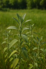 Įkelti vaizdą į galerijos rodinį, Džiovinti vaistinių šalavijų lapeliai arbatai . 25 g. Užauginta ir pagaminta Lietuvoje
