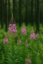 Įkelti vaizdą į galerijos rodinį, Gaurometčio arbata 25g🍃 Pagaminta Lietuvoje