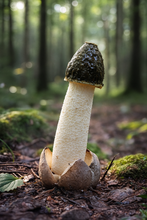 Įkelti vaizdą į galerijos rodinį, Dr Kuznecovo Fermentuotos Poniabudės sultys (Žemės taukų sultys.200ml)🍃